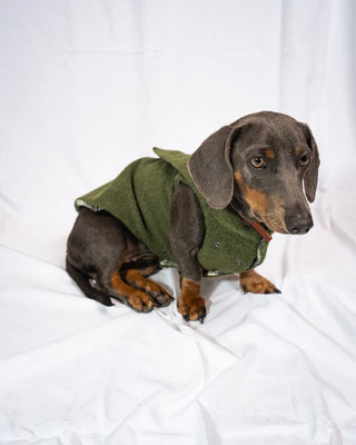 Bassotto - Cappotto Verde