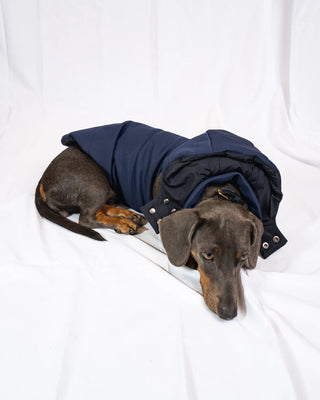 Bassotto - Bomber Blu
