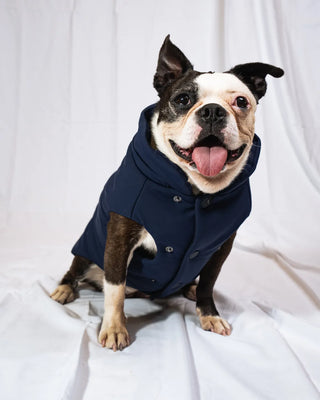 Bulldog - Bomber Blu