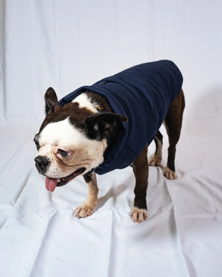 Bulldog - Bomber Blu