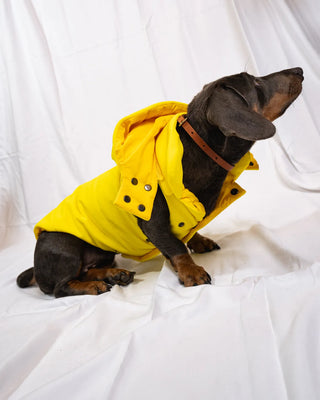 Bassotto - Bomber Giallo
