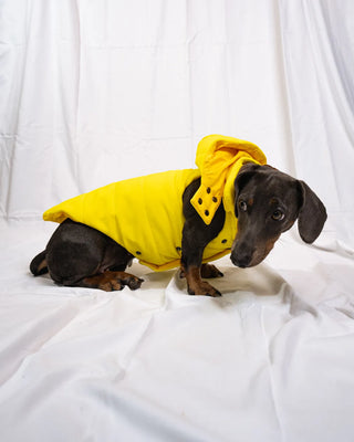Bassotto - Bomber Giallo