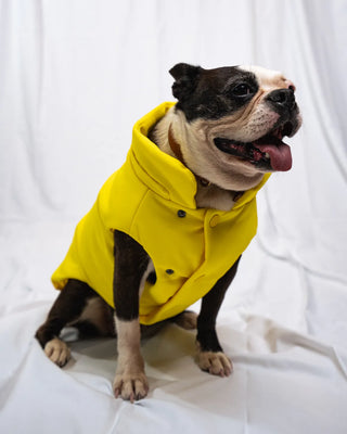 Bulldog - Bomber Giallo
